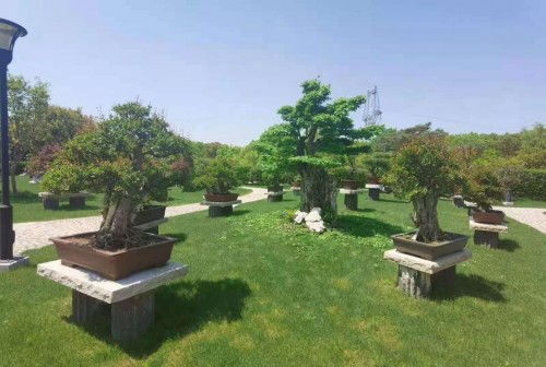 相約雅會(huì) 別有洞天——全國(guó)小微盆景精品展5月23日開啟假山之趣